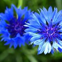 Eva Peters - @eva_peters_1 - Twitter