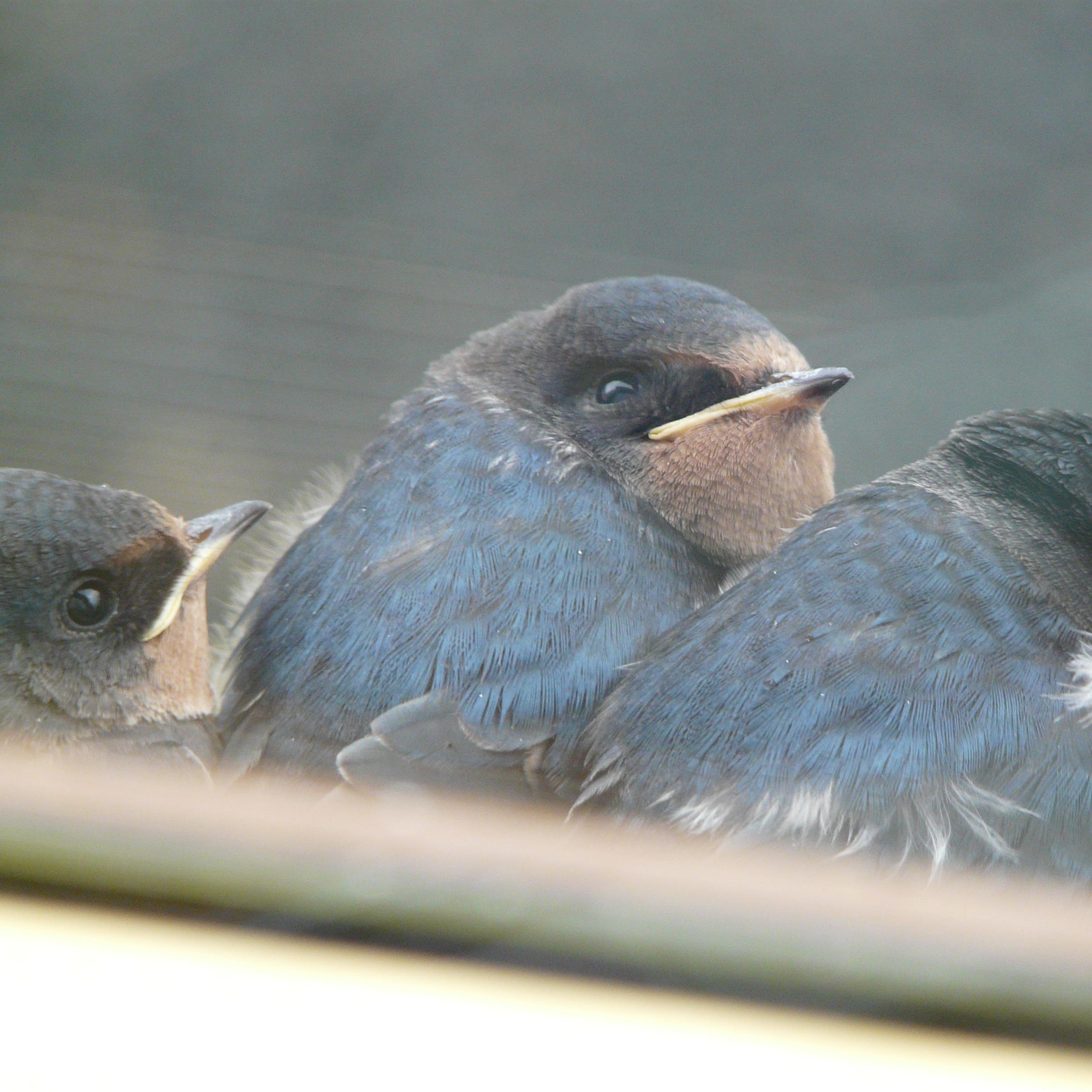 mullbuzz's profile picture. 