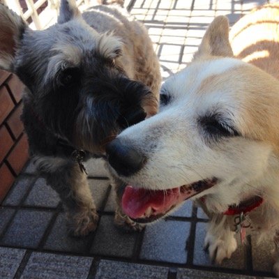 レース糸やそれより細い糸で編んだ小鳥のあみぐるみ作家。屋号Picora Bloom 。バイオリン弾いてます。愛鳥ルリコシ、キンカチョウ、オカメインコ、愛犬ネイト（ミディアムプードル）人間家族と生活中 お庭でハーブを育ててます。