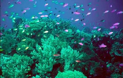 ImmoralCoral's profile picture. Keep your friend close, anemones closer.