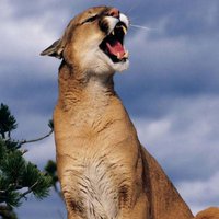 Mrs. DLZ (@mrs_dlz) 's Twitter Profile