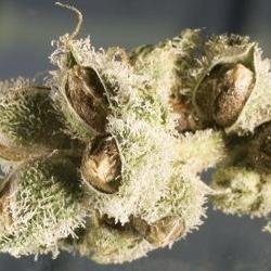 Cannabis Seeds UK