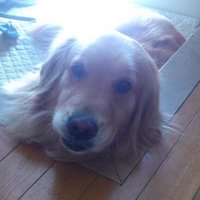 Qooo (@b_r_cha_n) 's Twitter Profile