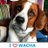 WachaCohen's profile image