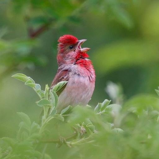 Birding Poland - Rare birds in Poland.