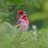 BirdingPoland's profile image