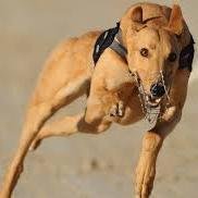JOIN THE NEWEST GREYHOUND FORUM , http://t.co/c4HDsuw7YL