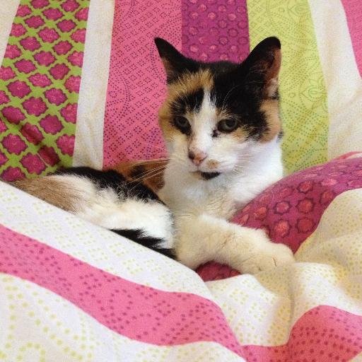 hazf14's profile picture. 