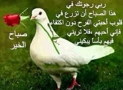 umahmeda260's profile picture. 