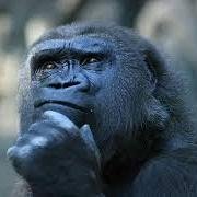 antisimio's profile picture. Ignoran que la multitud no odia, odian las minorías, porque conquistar derechos provoca alegría, mientras perder privilegios provoca rencor.