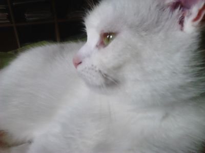 DansonGorc's profile picture. 