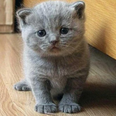 Altijd de leukste en schatigste dieren foto's