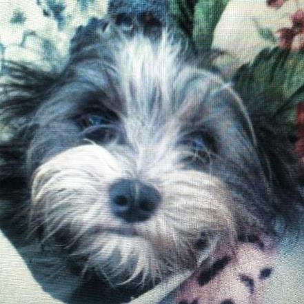 lchorsegirl's profile picture. Mom and Wife