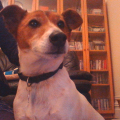 HashbrownSkip's profile picture. Naughty farty little dog