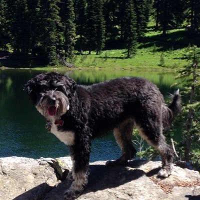 taylorcollet's profile picture. 