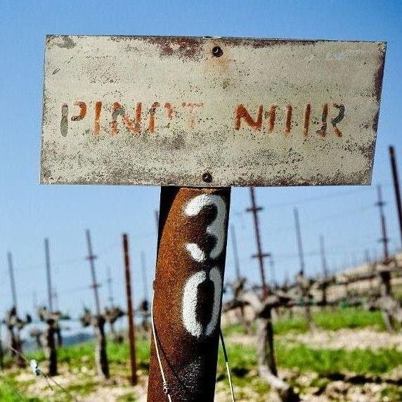 Our Estate vineyards yield classic Pinot Noir, elegant Chardonnay, intense Cabernet Sauvignon, dry farmed Zinfandel, and avant-garde Rhône varietals.