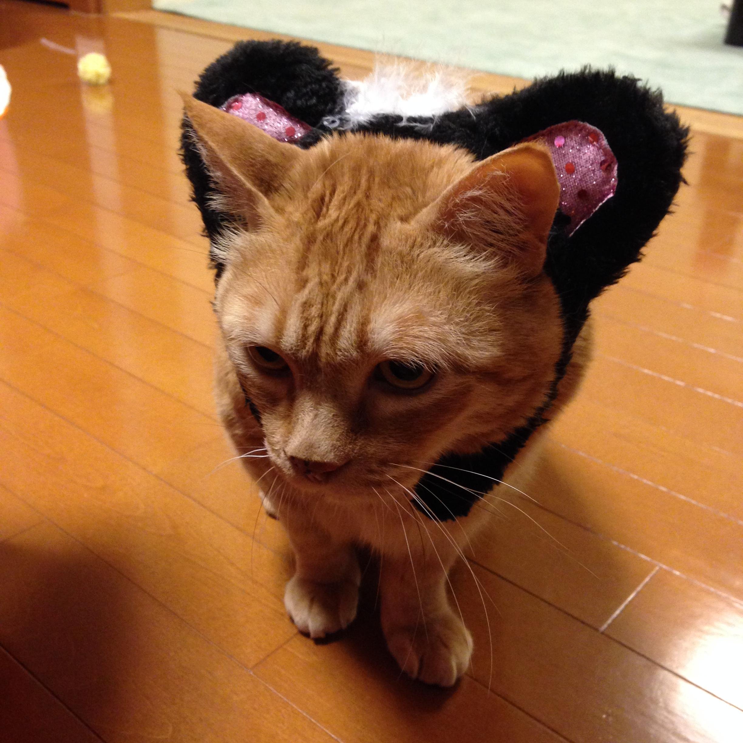 日本生まれの日本猫ニャン。