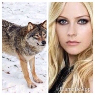 mom: @sandstorm345 i'm in the Dawn pack i can be stubborn as hell . im yellin timber ! #shapeshifter #RP #singlenotlooking partially personal and Rp
