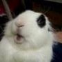 MY CUTE FAT BUNNY FART ON YOU
