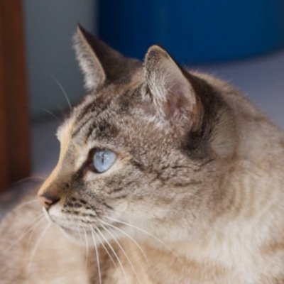 netum's profile picture. 