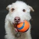 CCPawsMHD's profile picture. Creature Comforts, petcare designed to make life easier, and our retail store, Pawsitively Marblehead, a boutique for pets & those who love them