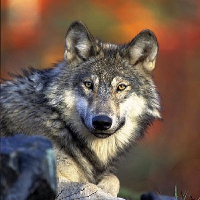 Michigan State University's Animal Studies Program focuses on the interdisciplinary study of the animal-human relationship.