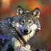 MSU Animal Studies (@msuanistu) Twitter profile photo