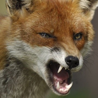 Have you seen a missing Fox? yes he is in my profile picture! can you see? #FoxInMyPicture