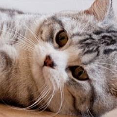 niyan_pic_bots's profile picture. やんちゃな猫達との楽しい日々bot