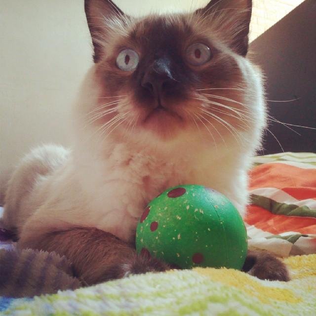 Soy un gatito de 7 meses, me adoptaron cuando tenía 2, ahora soy completamente feliz.