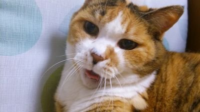 声優やってるらしいです
新鮮な肉だぜぇ!!
