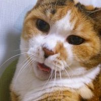 田久保修平 (@syusyusyu620) 's Twitter Profile