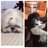Shihtzus4lyfe's profile image