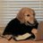 DownatthePound's avatar