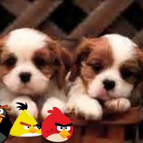 I love angry birds