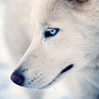 bobo1881's profile picture. Frustrated Traveller. Cultural Novice