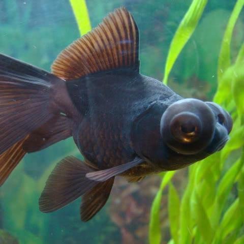 ElPezTelescopio's profile picture. 