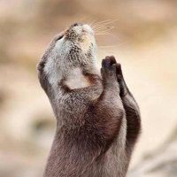 pray 4 peace (@new2know) 's Twitter Profile