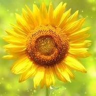 fifiprc's profile picture. 