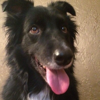 aussie shepard / border collie. probably the baddest bitch you know. #caliswag #aquaris #woof