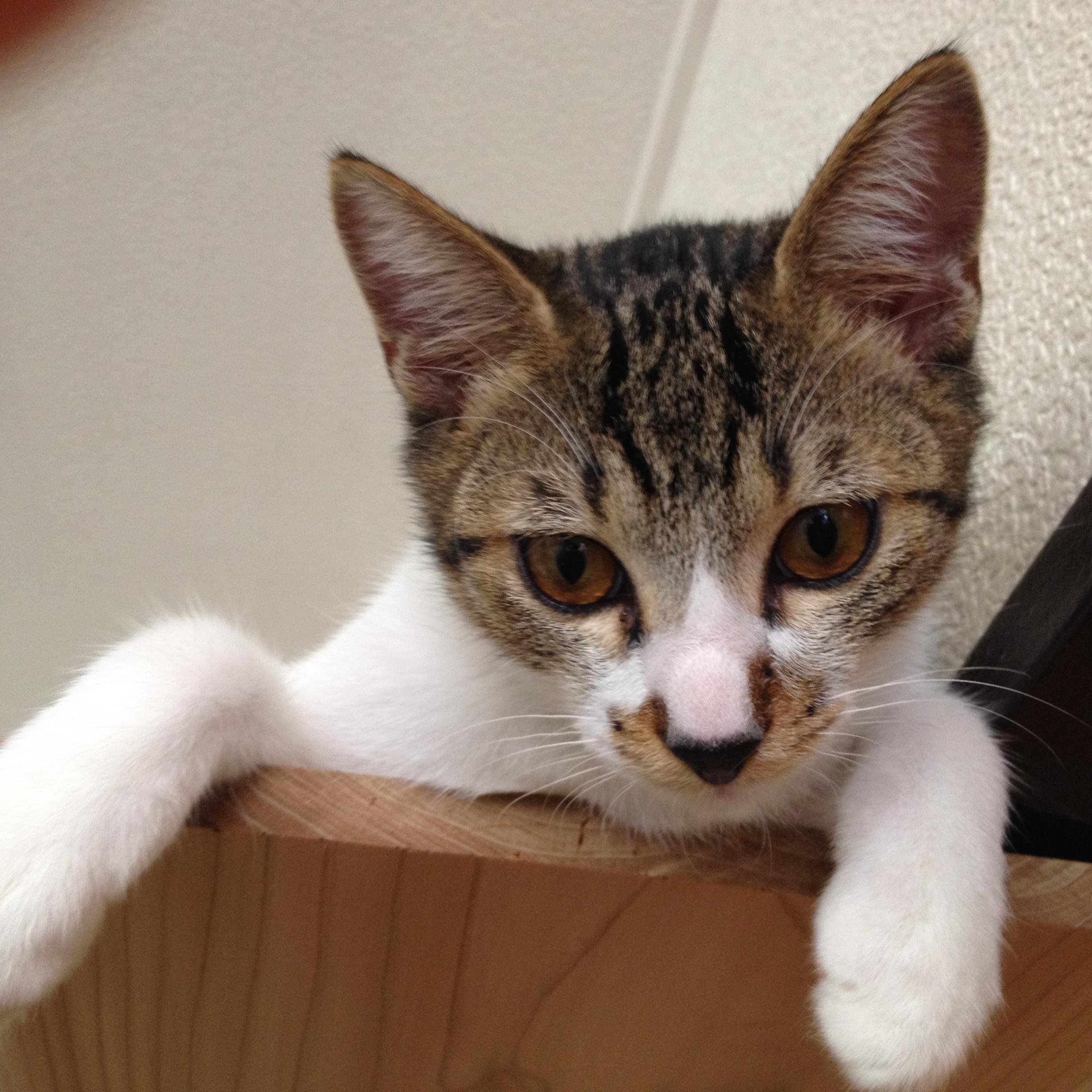 たまには 猫カフェ Kozuishi Twitter