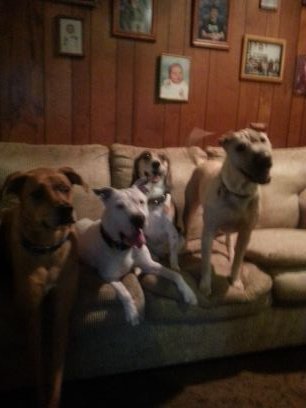 Mom, grandma and lover of all animals.  Have 5 dogs and too many cats . Hate abusers and BSL. I network dogs & cats in shelters. I wish we could save them all!