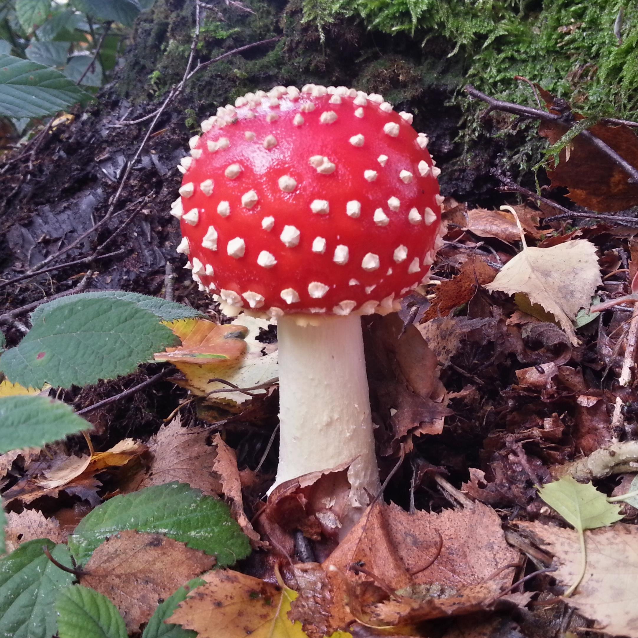 Tweeting about all things fungi related in Great Britain.