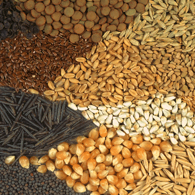 Exporter and local supplier of Nigerian Seeds and Crops