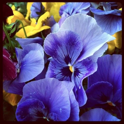 StedmorDanmark's profile picture. 