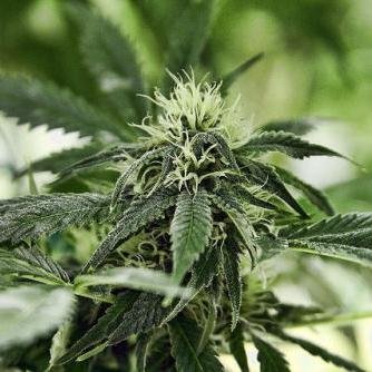 PotCoinage's profile picture. 