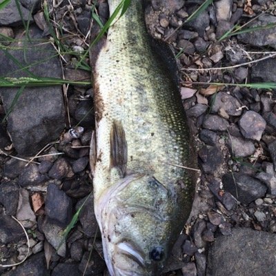 バス釣り 日曜日チャリで乙川から三好池まで行ったのに結果は47cm45cm23cmの3匹 最後はビニール袋釣れたし バス釣り 日曜日チャリで乙川から三好池まで行ったのに結果は47cm45cm23cmの3匹 最後はビニール袋釣れたし