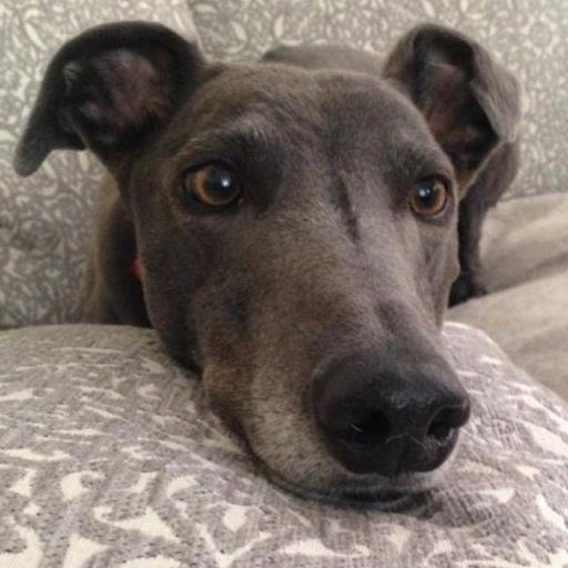 droopys_reason Profile Picture