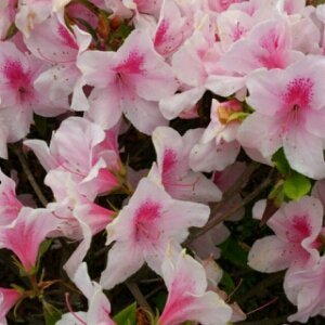 ゆったりのんびりやってます。推しはたぶん旧薔薇さん緑の子。今はほぼアニメ。