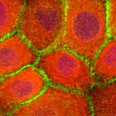 Streaming biological articles of top relevance in the fields of cell- and molecular biology and genetics. Caution: addictive!